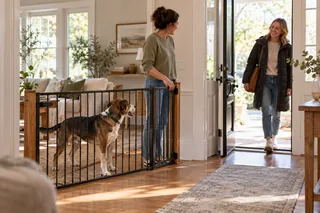An owner using a gate and distance to make a visitor greeting easier for a mixed-breed dog